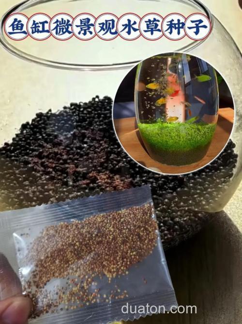 喂草鱼的池塘,种什么样的水草种子?