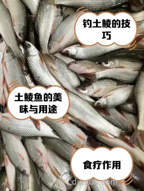 土家族可以吃鱼嘛?