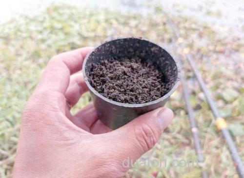 蚯蚓液钓鱼效果怎么样?