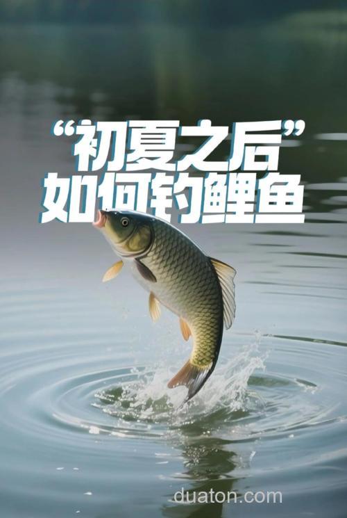夏天垂钓鲤鱼需要注意哪些方面?