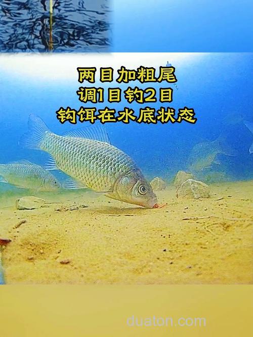 带饵调一目钓两目水底是什么状态?