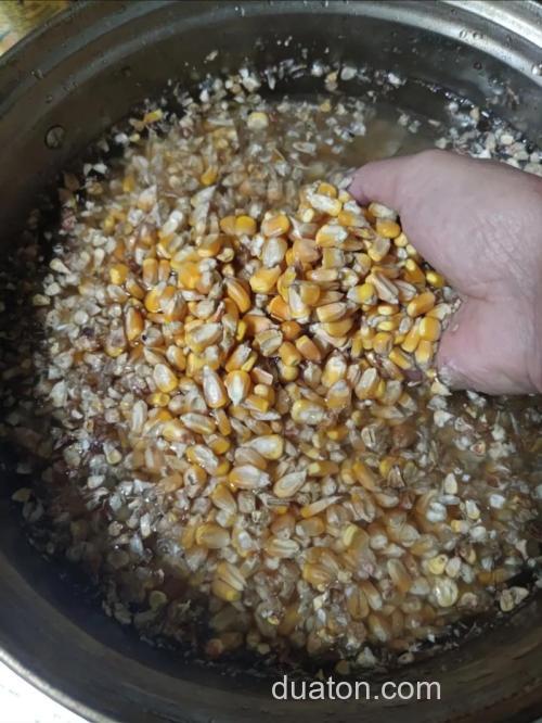 大玉米茬子怎么做钓鲤鱼的窝料？