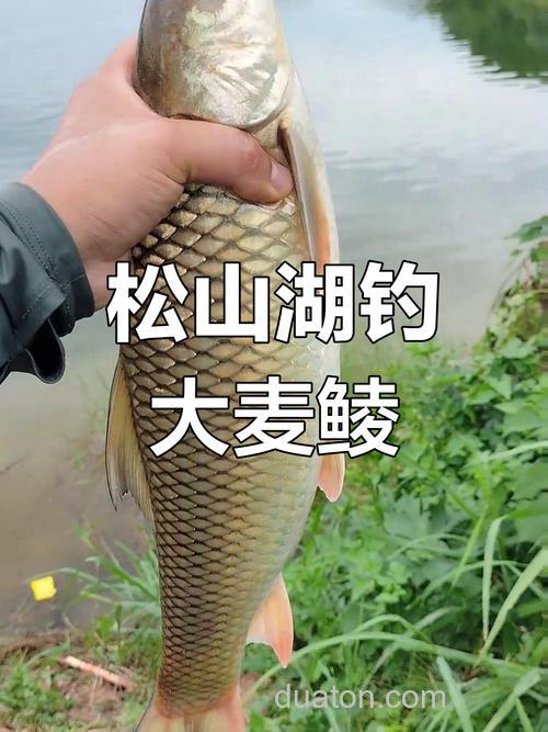 麦子饵料适合钓什么鱼?