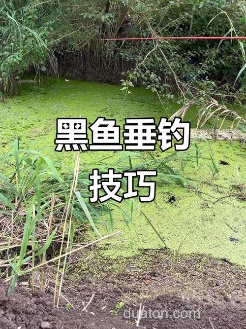 根据藏身地点寻找黑鱼的最佳钓点