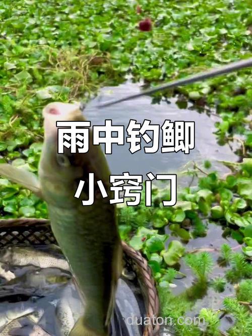 雨天钓鲫鱼最佳方法?