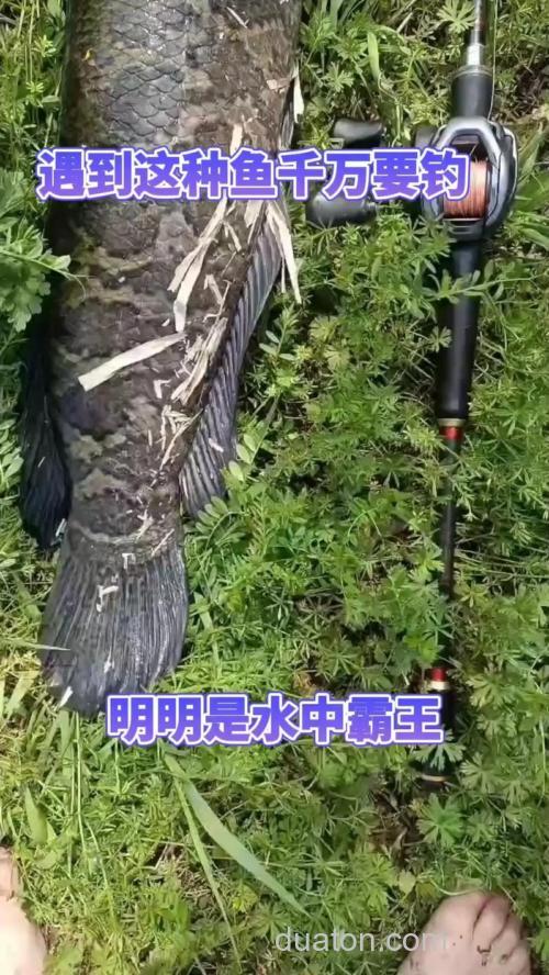 水中霸王(黑鱼)的钓法和技巧解析