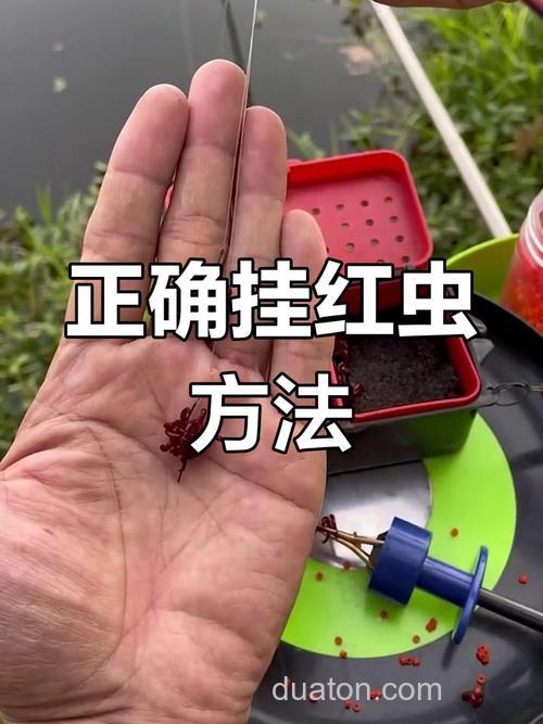 红虫钓鲫鱼效果怎么样?
