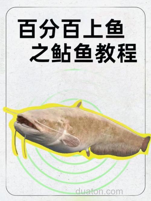 夏季垂钓养殖鲶鱼的技巧解析