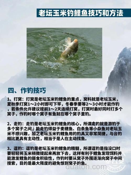 玉米钓鲤鱼方法？