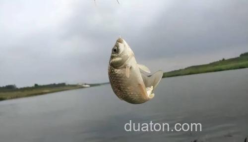 春季钓鲫鱼需注意,大晴天未必是好天气