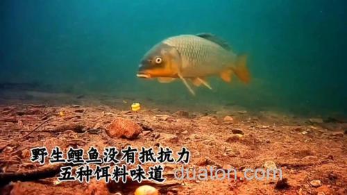 野生大鲤鱼爱吃三种饵料