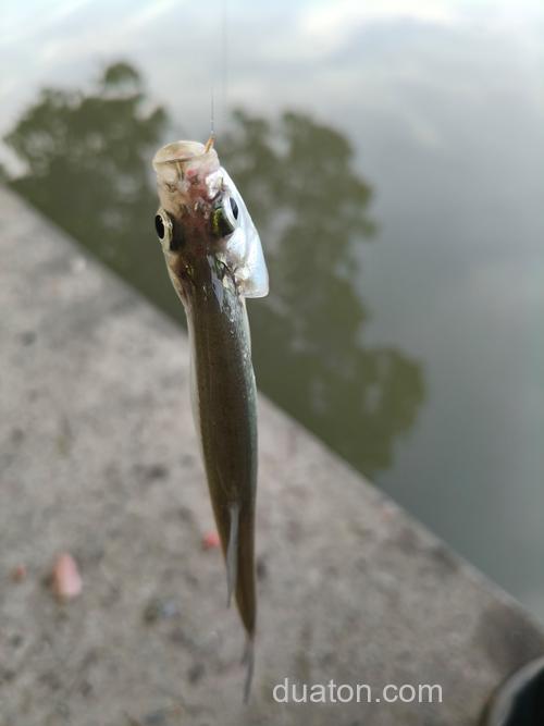 钩鲢鱼用猪心肺可以吗?