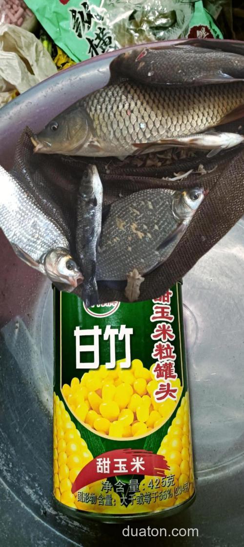 甜玉米罐头能用来钓鱼吗?能钓上来什么鱼?