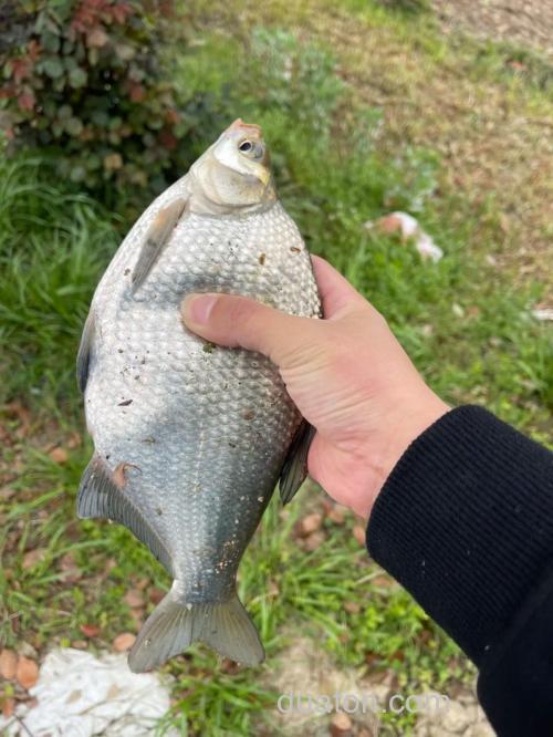 钓麦子用几号钩?