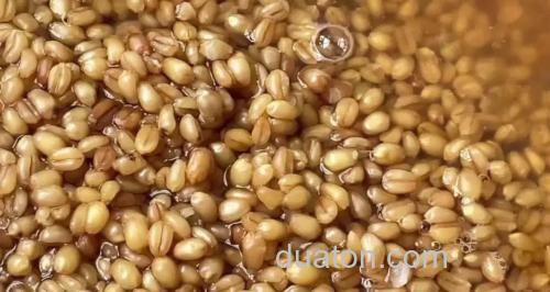 用麦子做鱼饵能钓什么鱼?