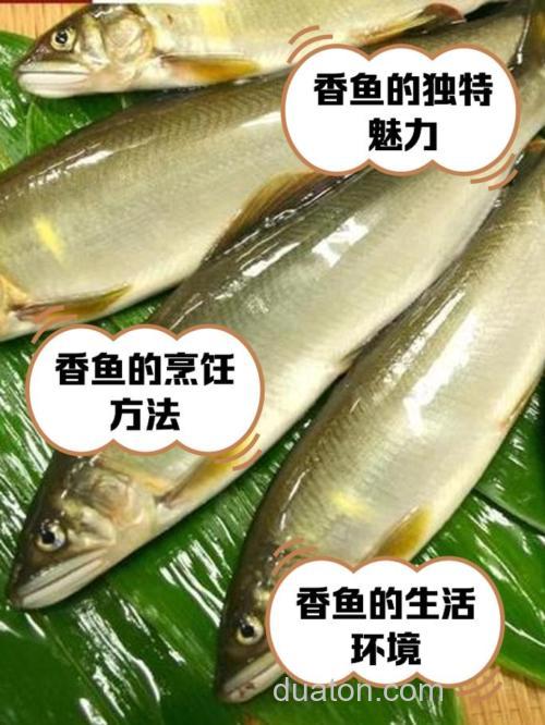 麝香钓什么鱼效果最好