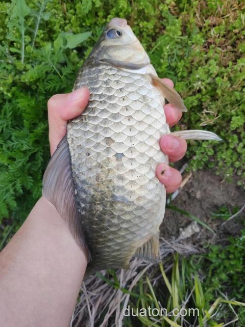 钓大板鲫的黄金季节是什么时候开始的?