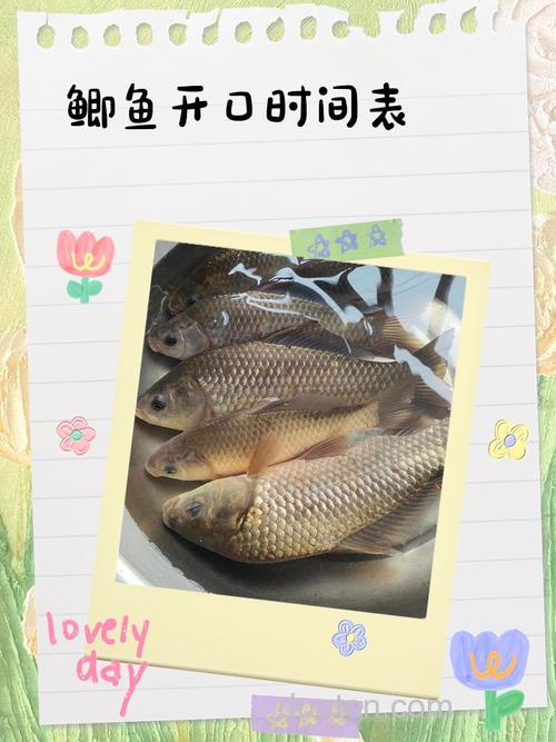 一天中鱼开口的时间在什么时候最好?