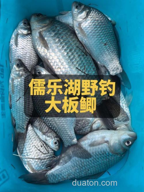 谷雨前后钓鲫鱼，饵料用这一款就够了，咬钩的全是大板鲫！