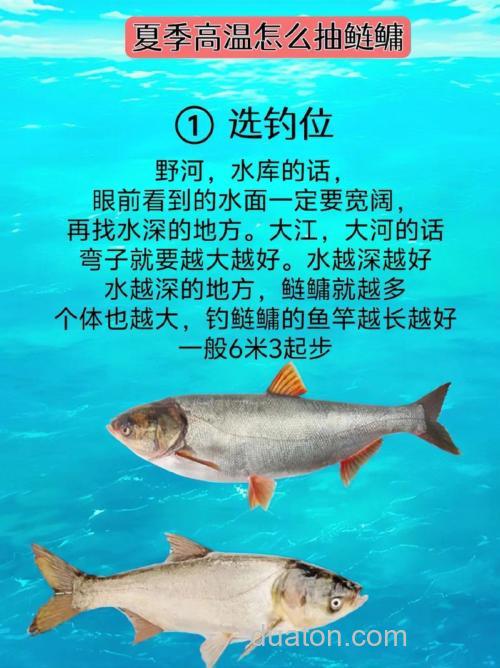 北方浮鱼的钓法,白鲢鱼花鲢鱼怎么钓有没有好的饵料