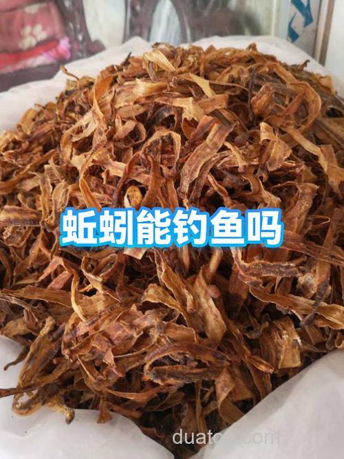 这几天野钓,为何鱼不吃饵料光吃蚯蚓?