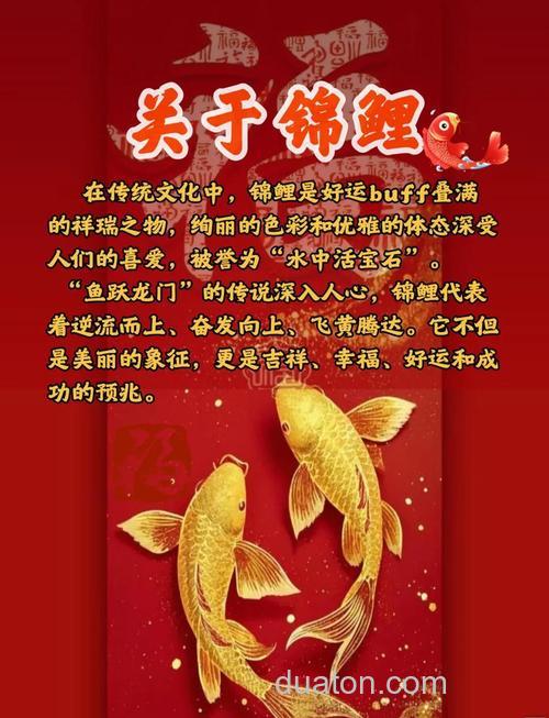 中国锦鲤的起源?