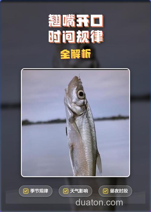 翘嘴一天最佳开口时间什么时候?