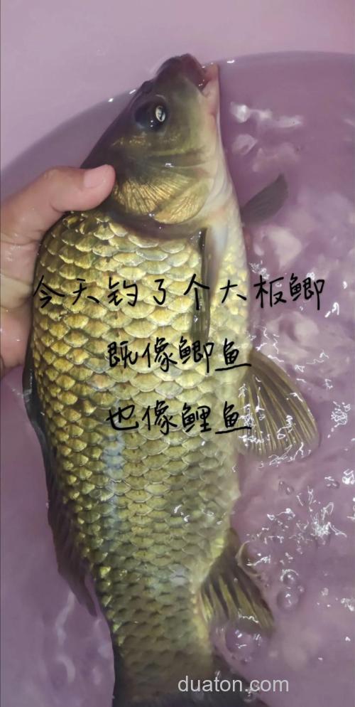 鲤鱼为啥那么好钓?原来老司机是这样钓,难怪比钓鲫鱼过瘾