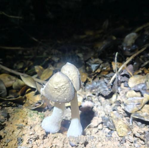 钓鱼用什么菌?