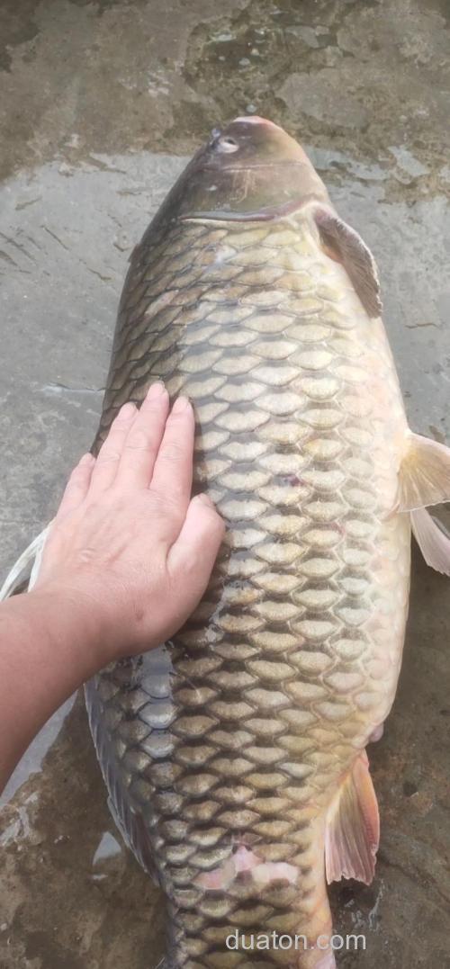 大鲤鱼是什么意思？