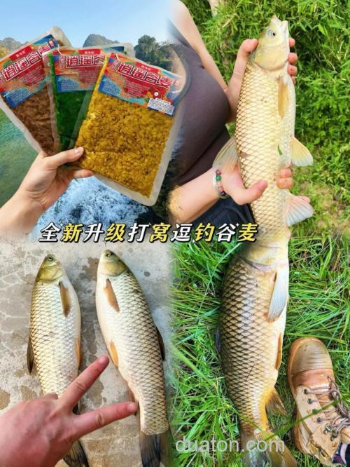 发臭大麦能钓鱼吗?