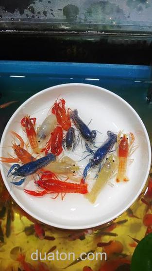 蓝魔虾吃什么？吃什么长得快？吃红线虫好吗？请专业人员解答！！！