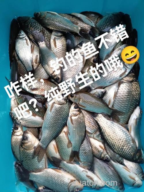 一把干麦子下水,鲫鲤全来报道!小鱼啃不动,打隔夜窝首选