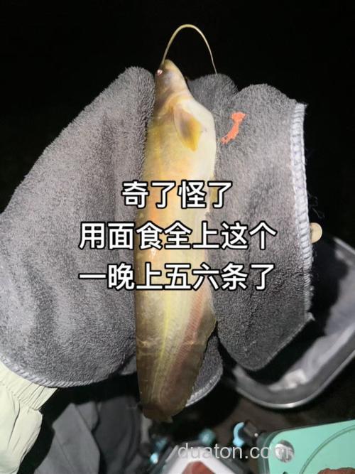 面食和蚯蚓钓鲫鱼,哪个好使?