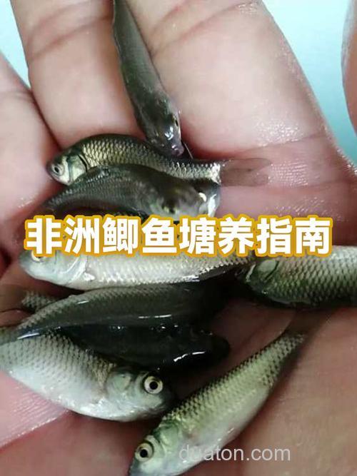 鱼塘养殖鲫鱼需要注意什么