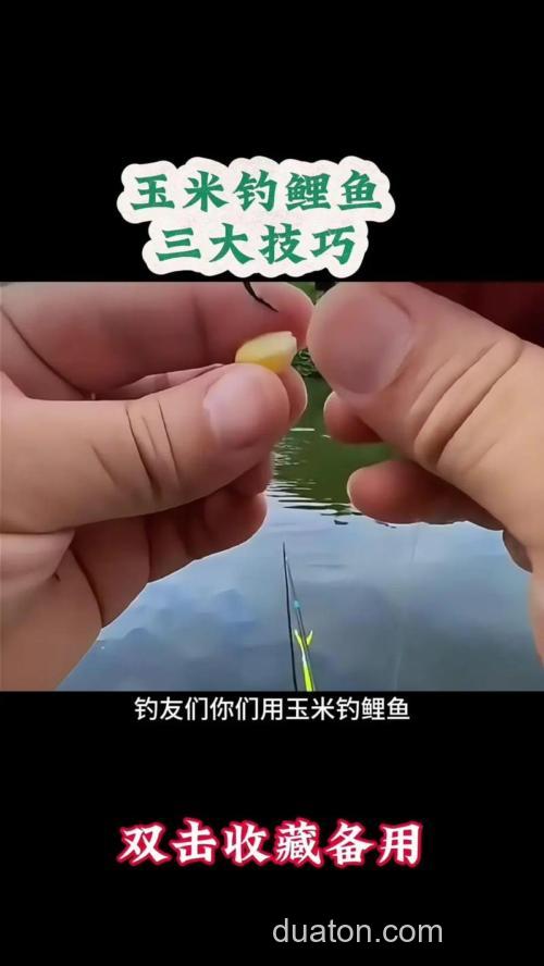 夏天用玉米钓鲤鱼的最佳方法？