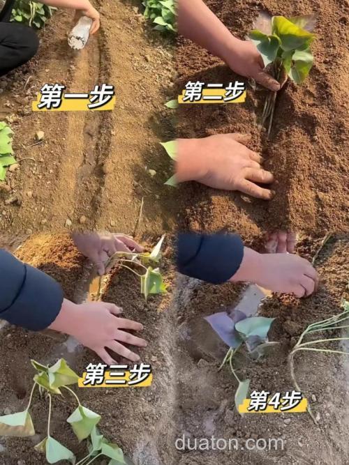 红薯打窝正确方法?