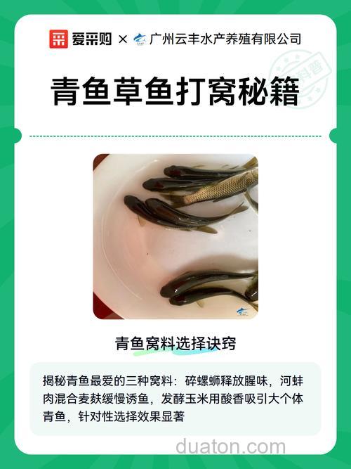草鱼窝料怎么发窝最快?