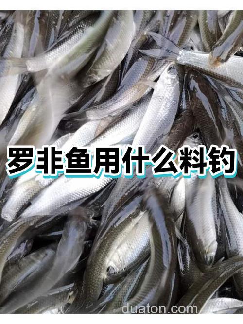 夏钓罗非鱼的钓具配置及选位用饵技巧