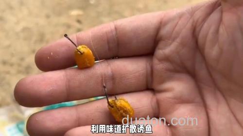 酒糟玉米如何钓翘嘴?