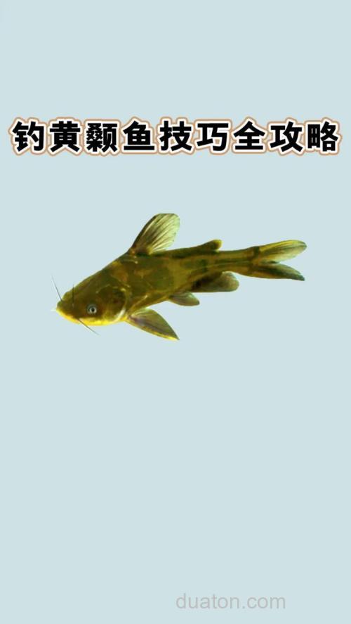 夏季阴雨天钓黄颡鲶鱼的技巧
