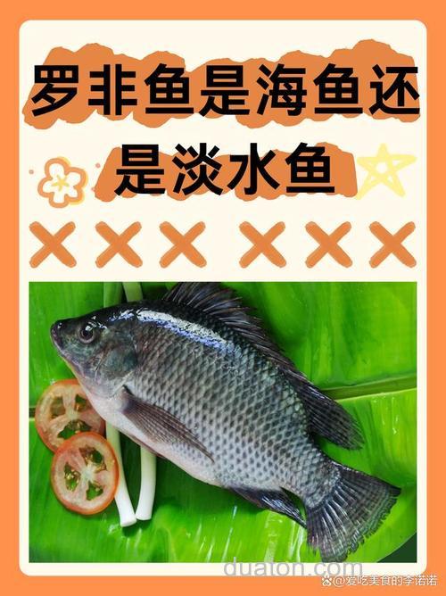 钓罗非有鱼泡却不上鱼的原因分析
