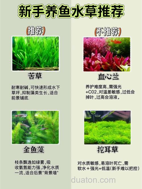 现在种么草喂鱼最合适?