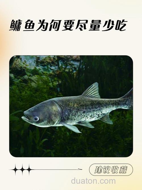鲢鱼吃不吃玉米,鲢鱼都吃什么?