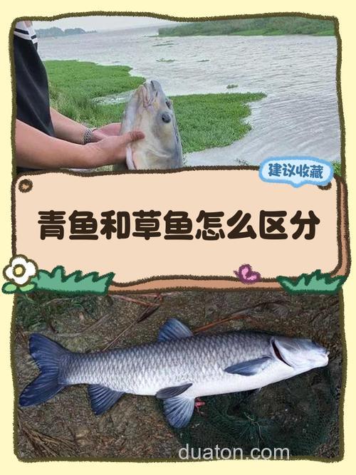 草鱼在河里什么位置?