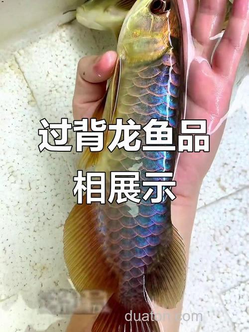 新买10厘米的过背金龙,喂什么好?