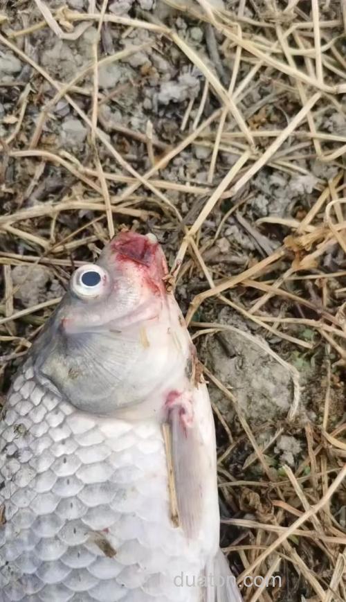 鱼塘养殖的鲫鱼问题?