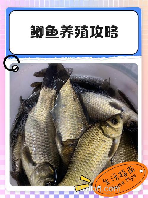 养鱼塘鲫鱼类的底鱼如何打捞?