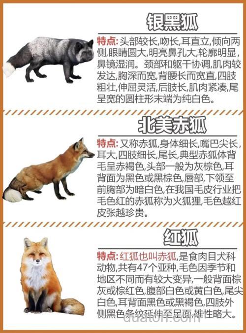 狐狸的尾巴最主要的用途是什么?