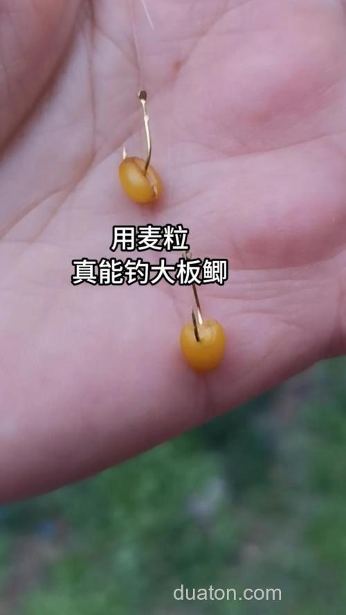 什么麦粒钓鲫鱼最好?